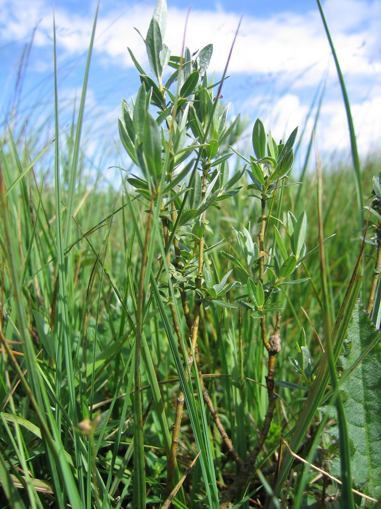 Salix repens